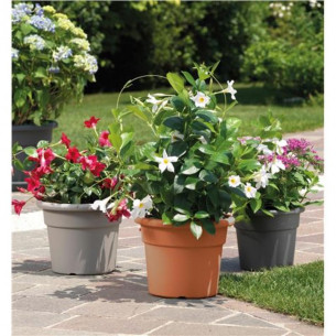 Maceta Redonda Artplast... 2